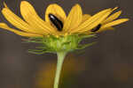 Cucumberleaf sunflower